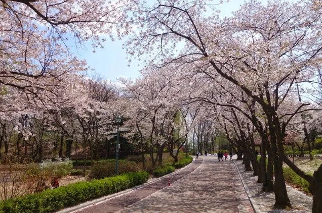 2024 서울 N년차의 숨은 벚꽃 명소 Top9
