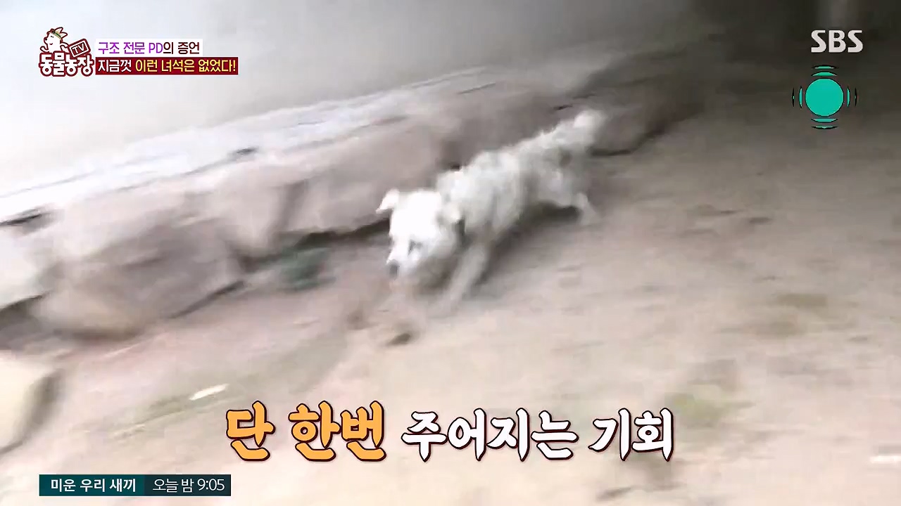 TV 동물농장.E1138.230918p-NEXT.mp4_20230917_174244.498.jpg