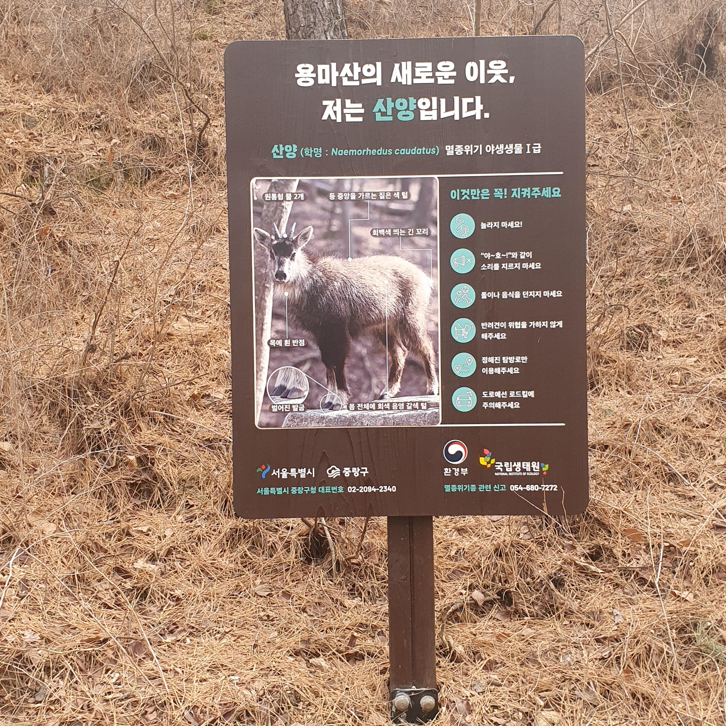 아들과함께 용마봉 등산 4