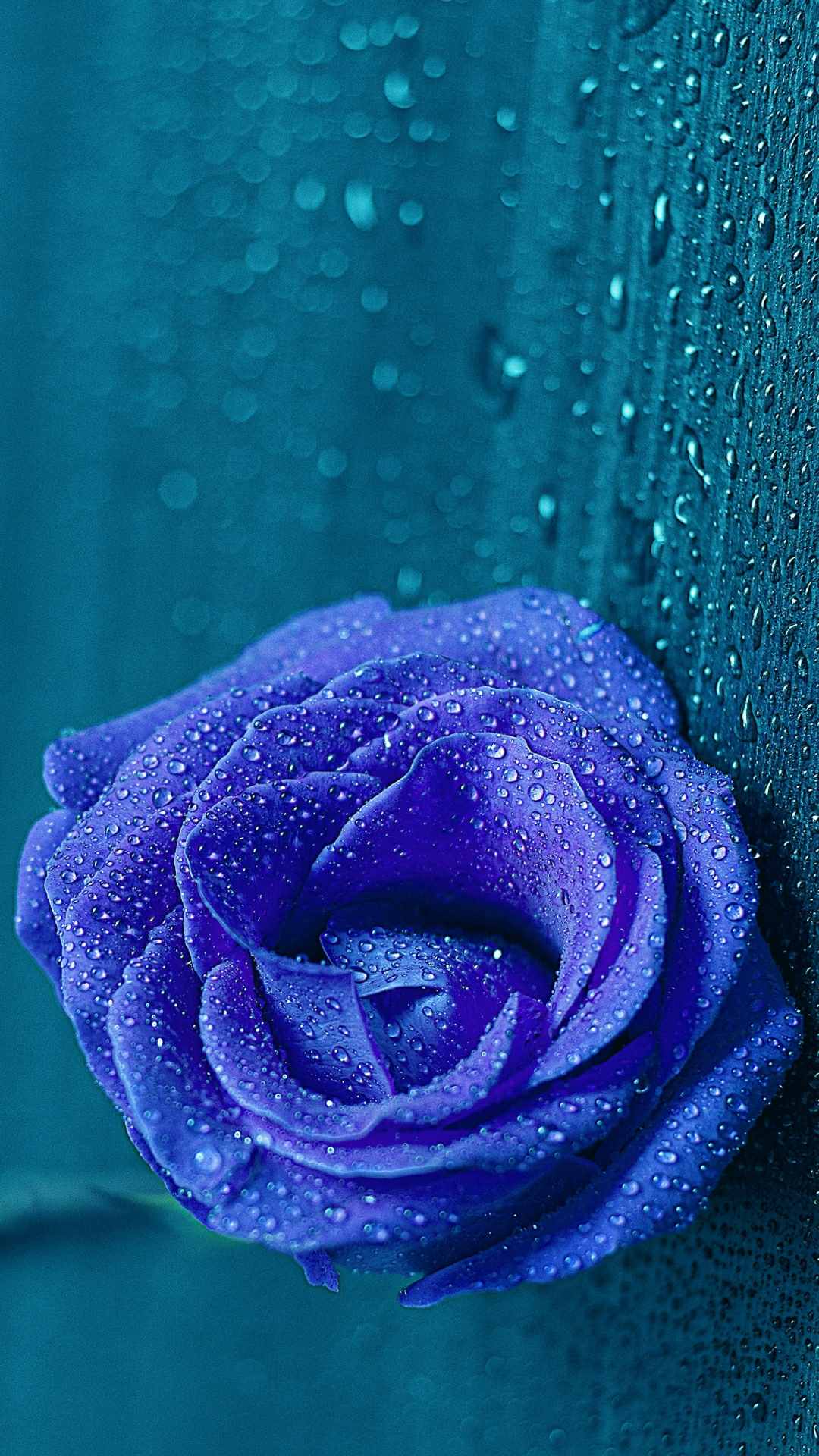 Rose Flower iPhone Wallpaper