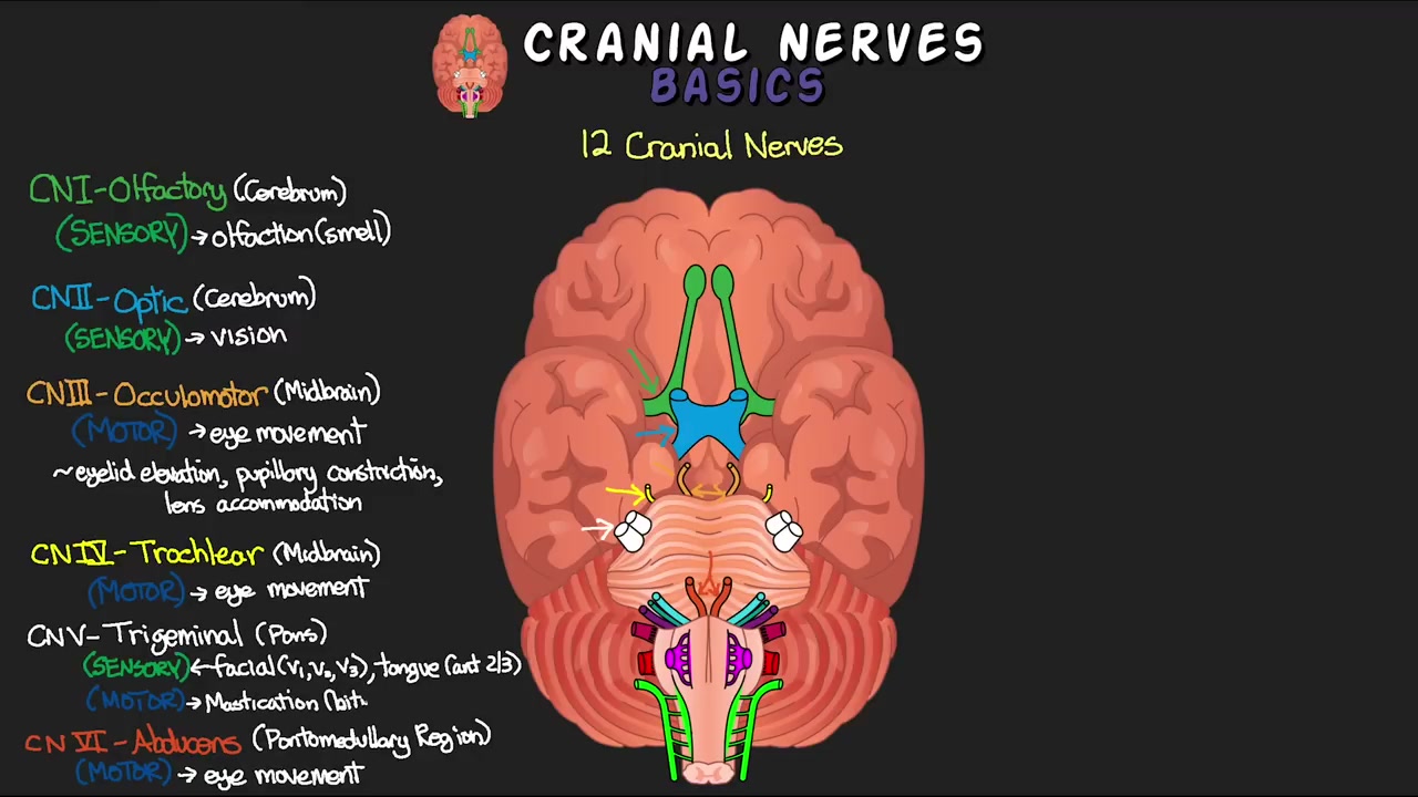 12가지 뇌신경과 이를 기억하는 방법! - 뇌신경 기초