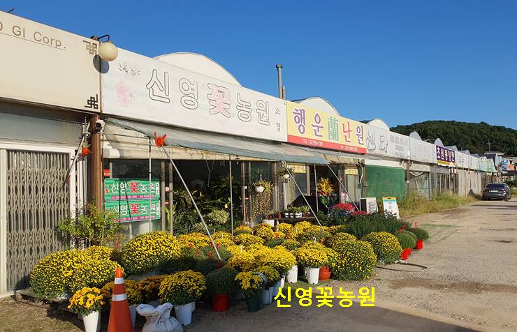 신영농원 고양꽃도매시장