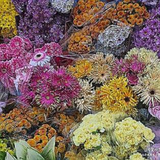 양재 꽃시장 꽃 사진