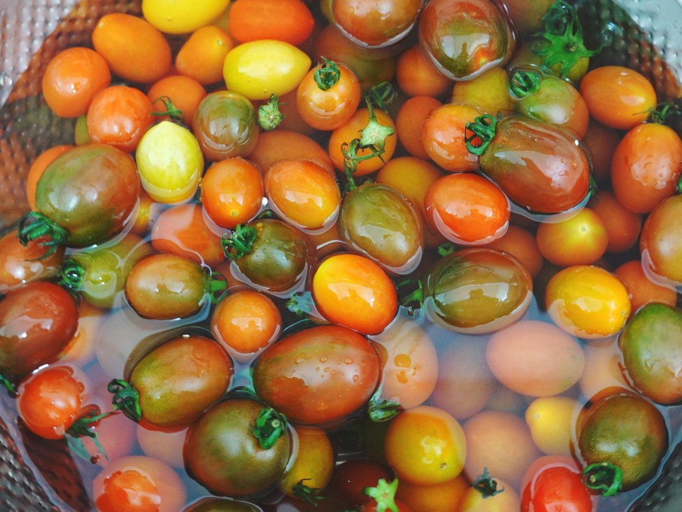 토마토들 산지직송 컬러 2