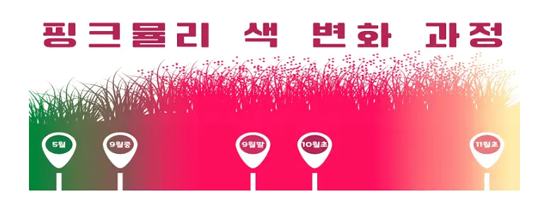 고창핑크뮬리축제꽃변화