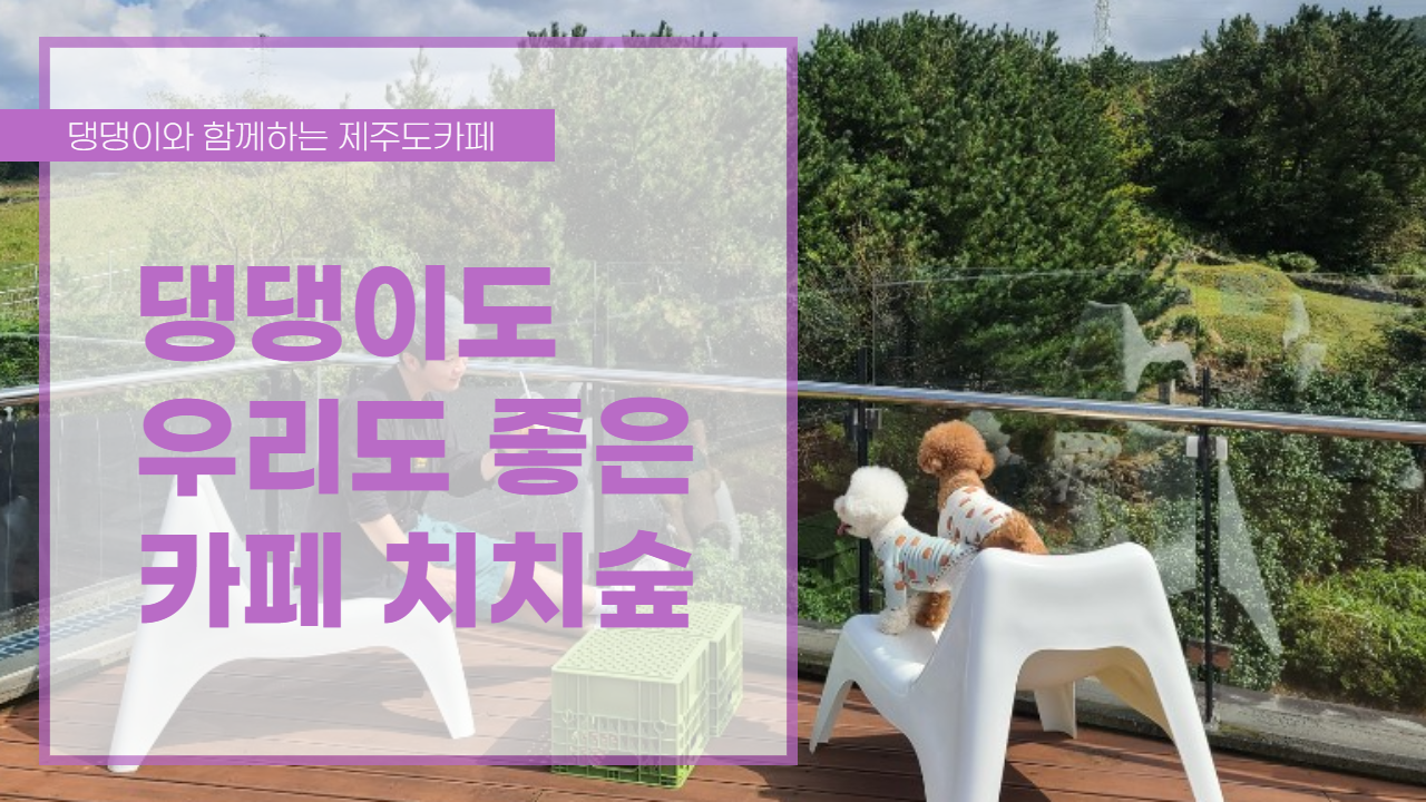  여행일기_제주도 반려견과 함께한 신상카페 치치숲 에서 힐링타임을
