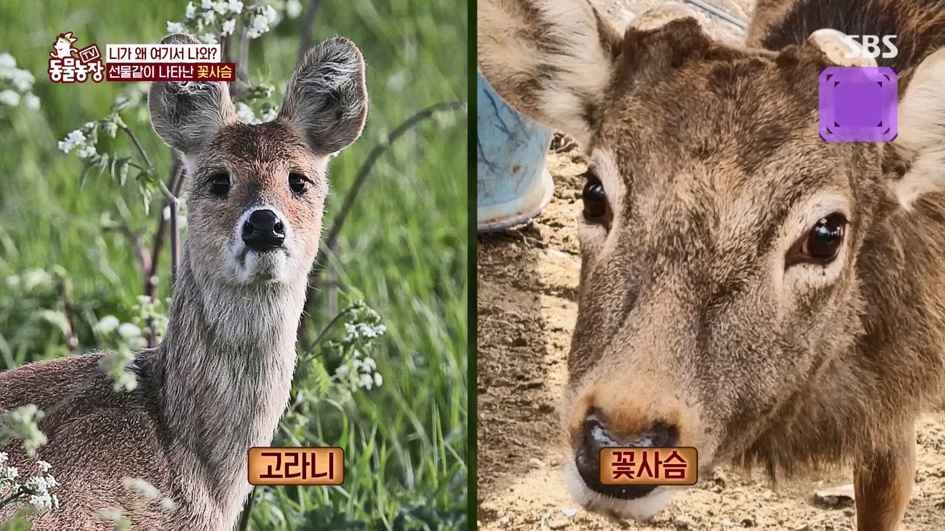 TV 동물농장.E1139.230924p.H264-F1RST.mp4_20230924_171643.555.jpg