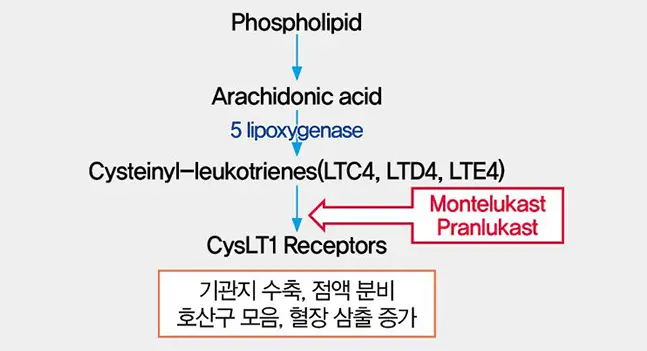 몬테루카스트-작용기전(1)