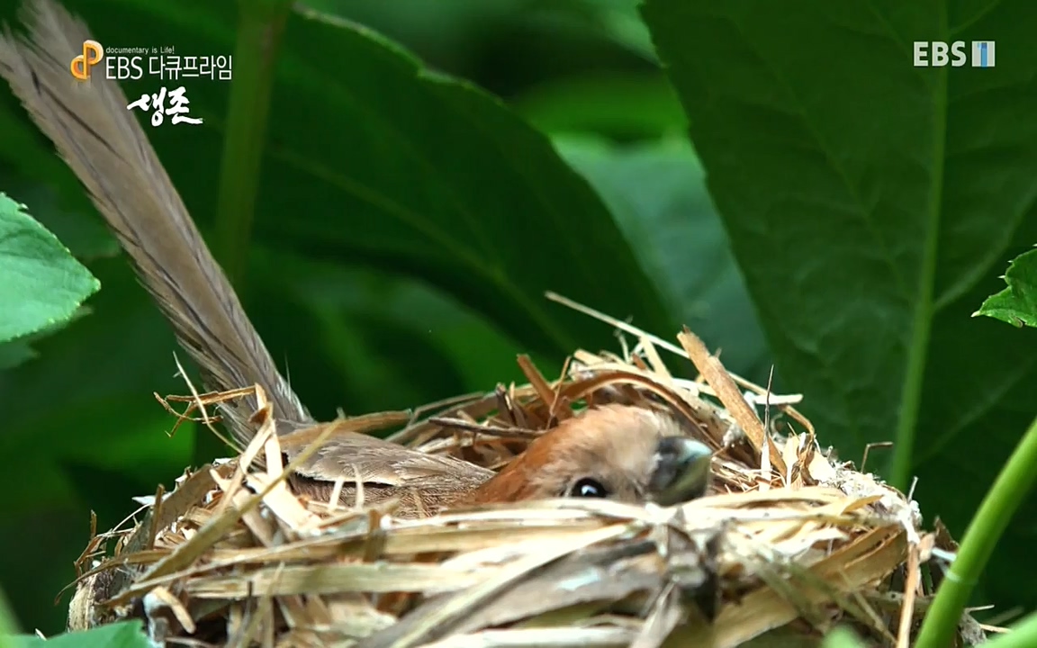 생존 3부_ EBS 다큐프라임_ 220629.avi_20220701_210750.151.jpg