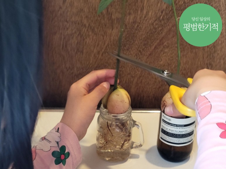집에서 아보카도 키우기, 제주 조선족 남매 6