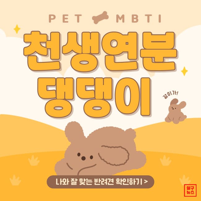  MBTI별 강아지 유형 반려동물 (+반려견 추천)