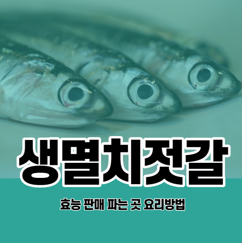  생멸치젓갈 조림 판매 파는 곳 만드는법 효능 액젓