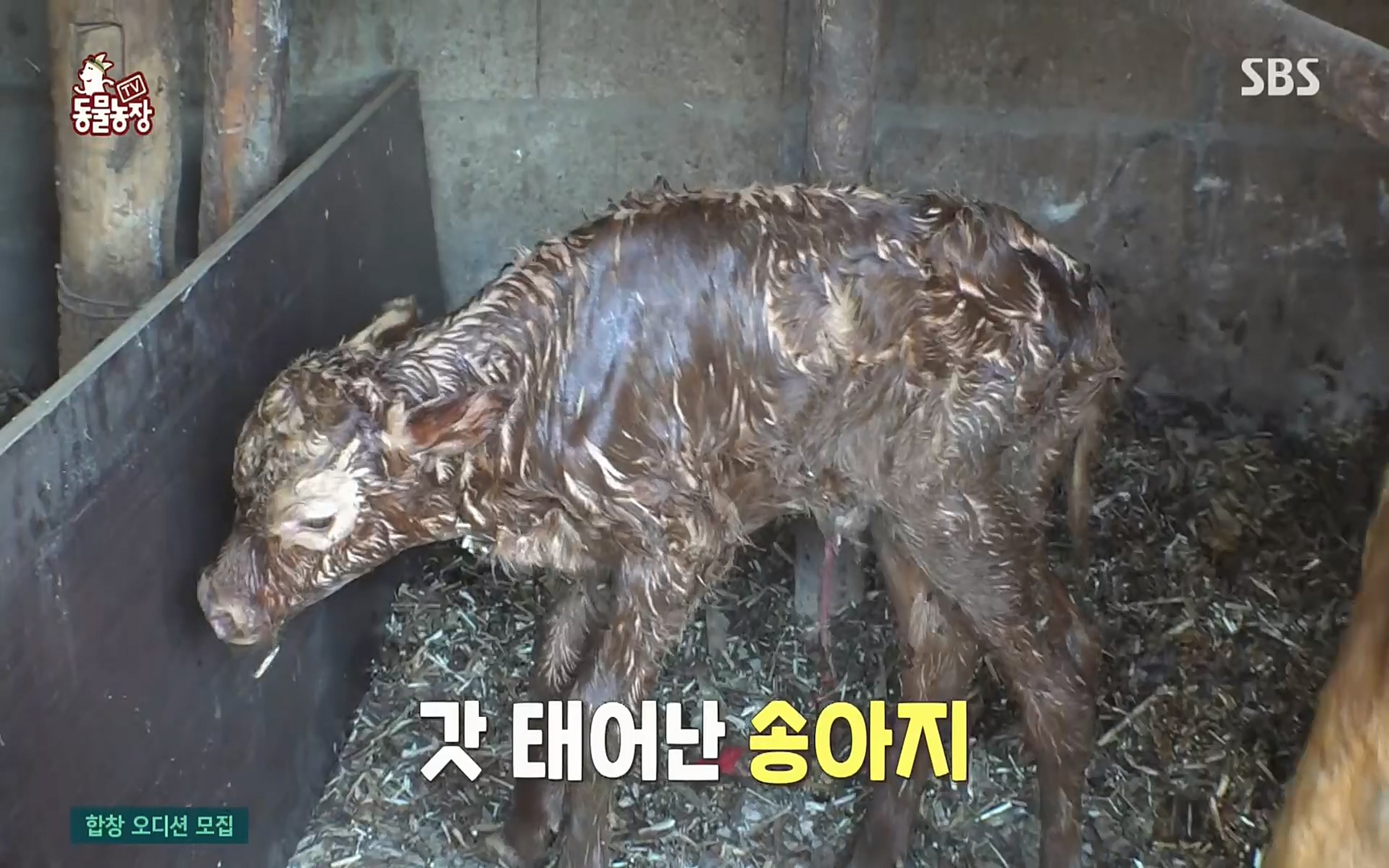TV 동물농장.E1067.220501p.H264-F1RST.mp4_20220501_183422.287.jpg