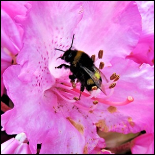 썸네일-진달래-꿀벌