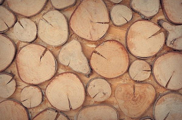  샌들우드 오일 [Sandalwood oil] 로 고양이에게도 안전한 아로마 테라피 해봐요 :)