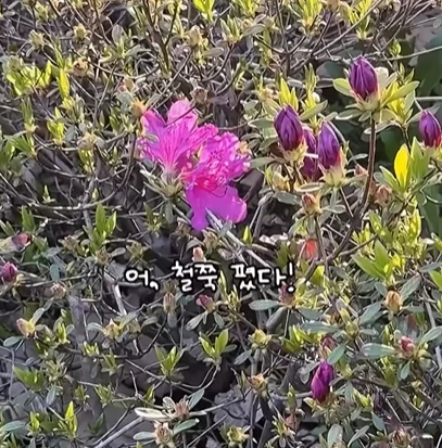 군포 철쭉축제 주차장(무료 주차장&amp;#44; 셔틀버스) 2025
