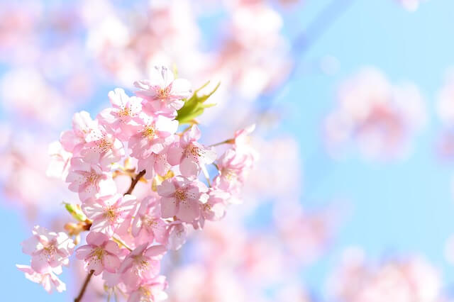 일본 벚꽃 진에어 진마켓
