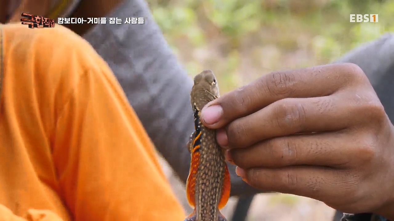 TV - 전 국민의 평생학교 EBS캄보디아 - 독충을 잡는 사람들.mp4_20230501_172613.892.jpg