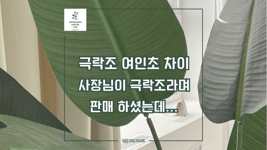 '극락조 여인초 차이, 사장님이 극락조라며 판매 하셨는데'