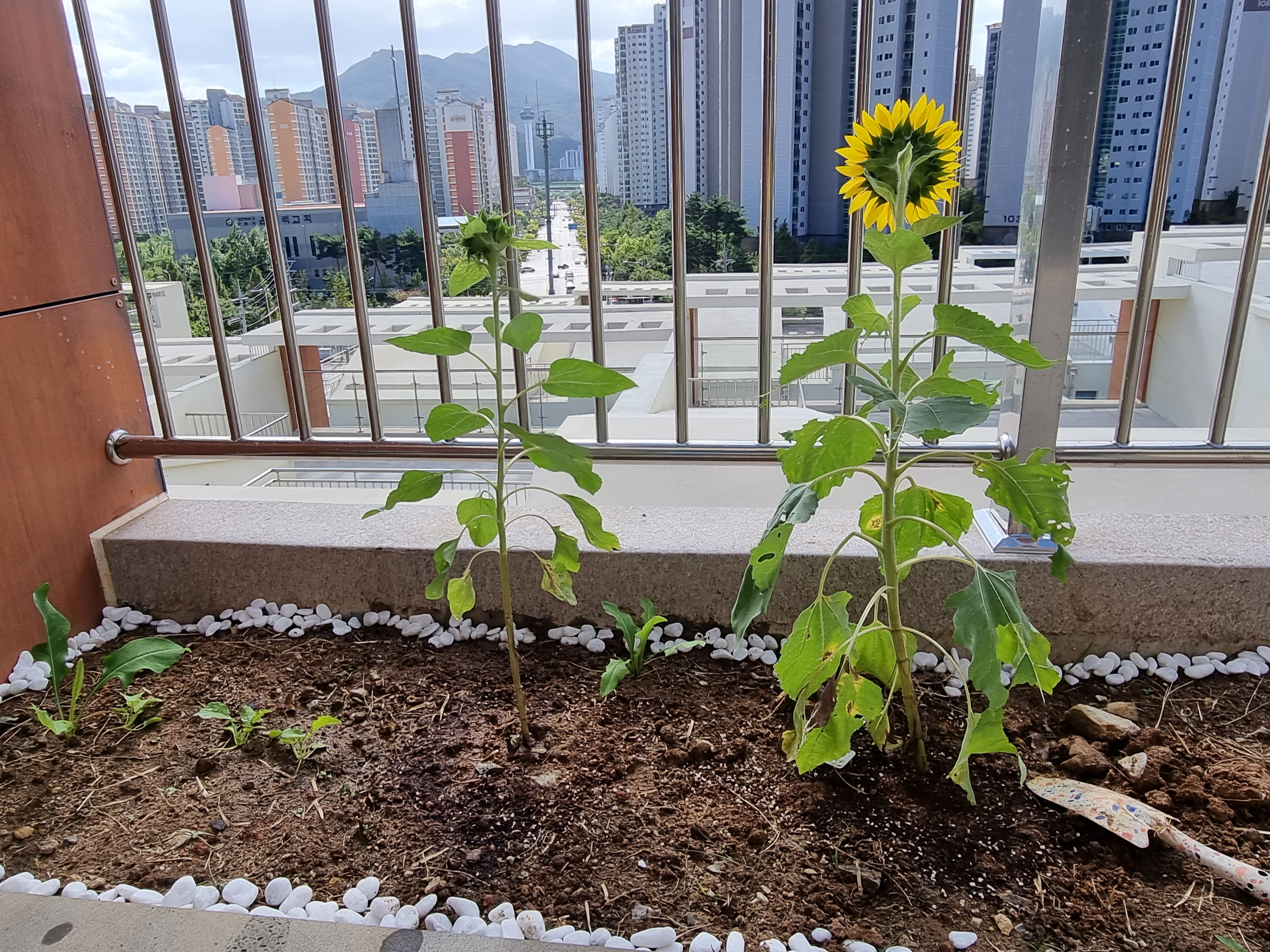  타운하우스 2달 후기