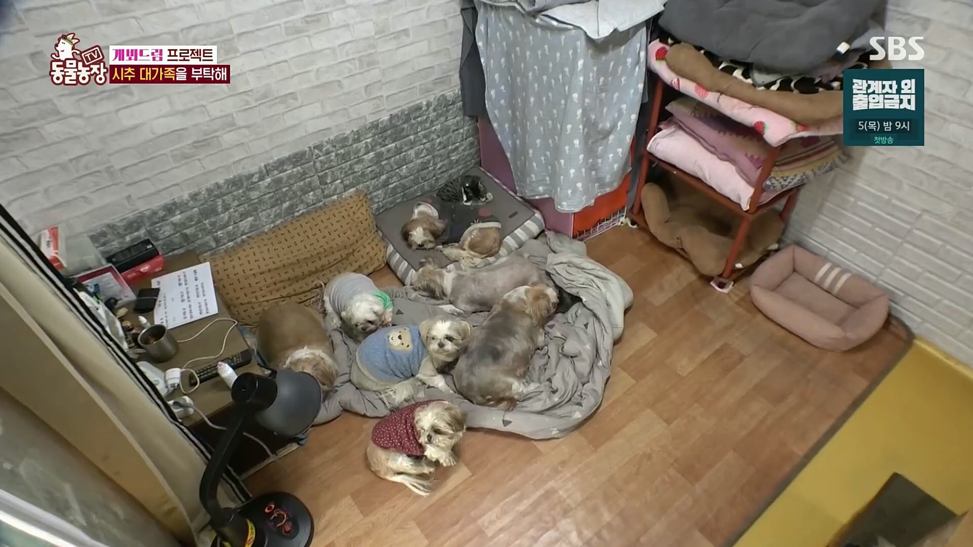 TV 동물농장.E1102.230101p.H264-F1RST.mp4_20230101_182845.069.jpg