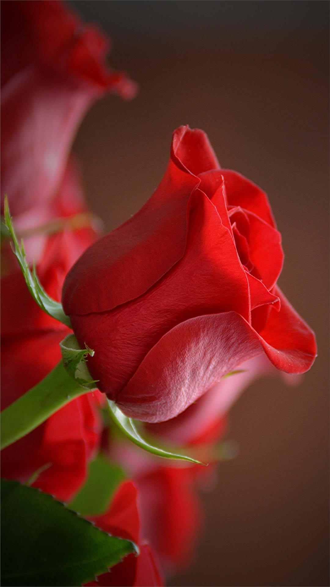 Rose Flower iPhone Wallpaper