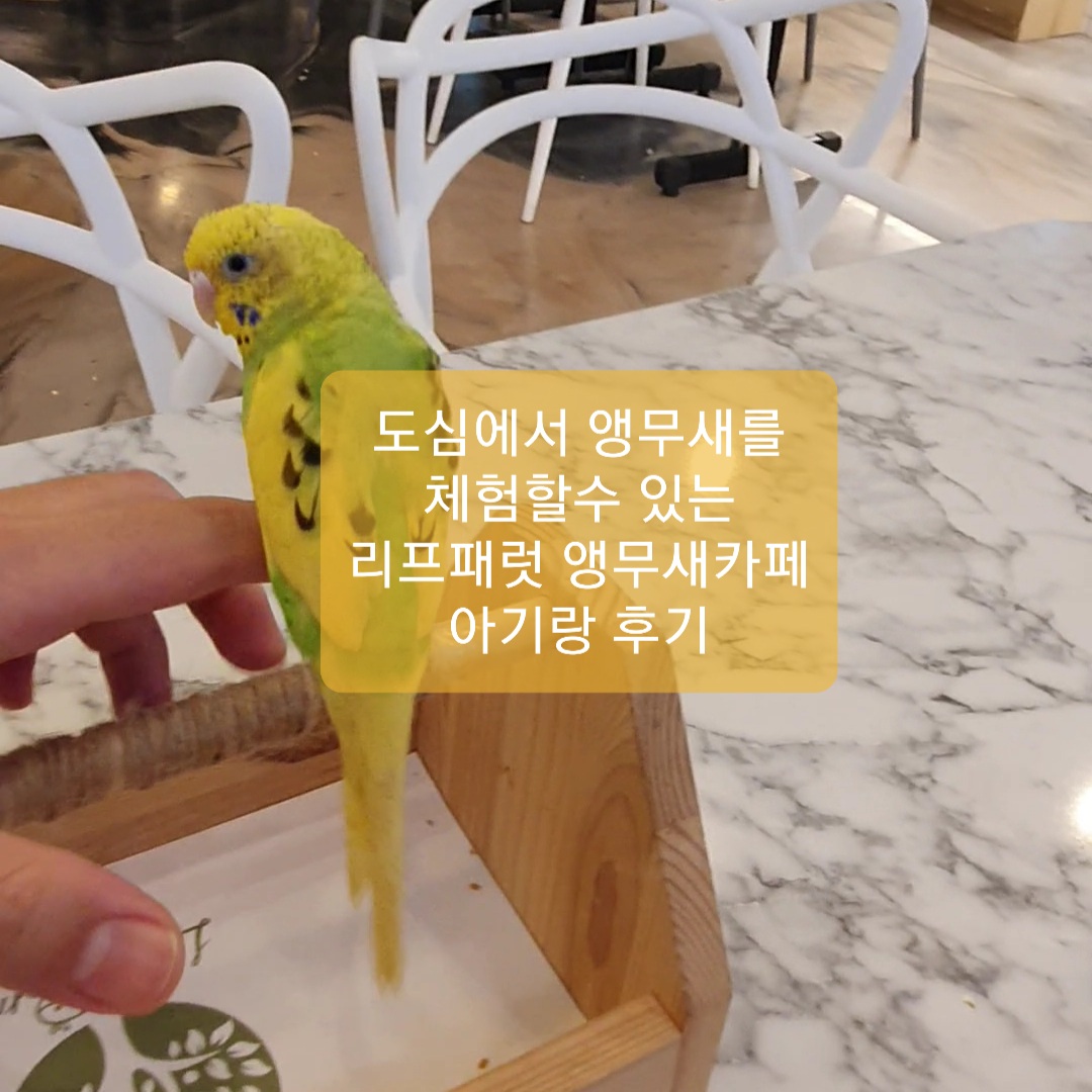  오산카페 리프페럿 앵무새카페 아이랑 후기