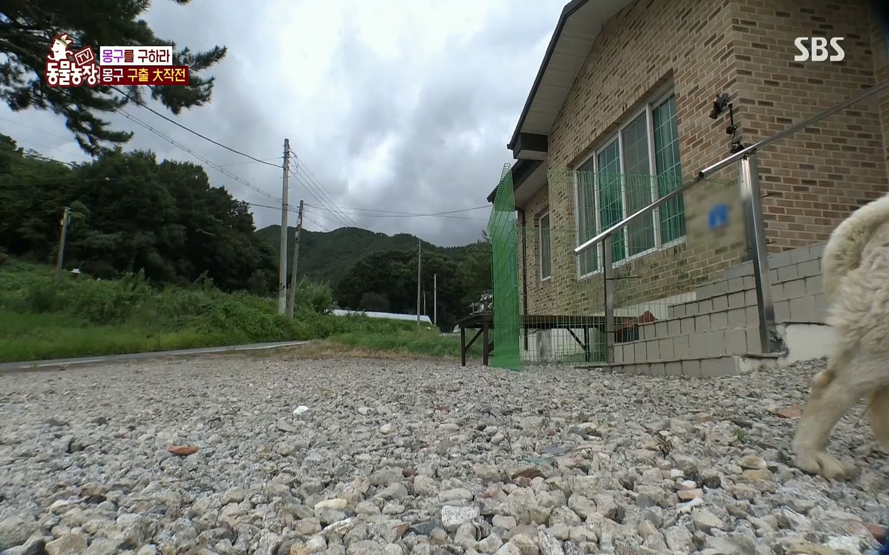 TV 동물농장.E1084.220828p.H264-F1RST.mp4_20220828_154100.993.jpg