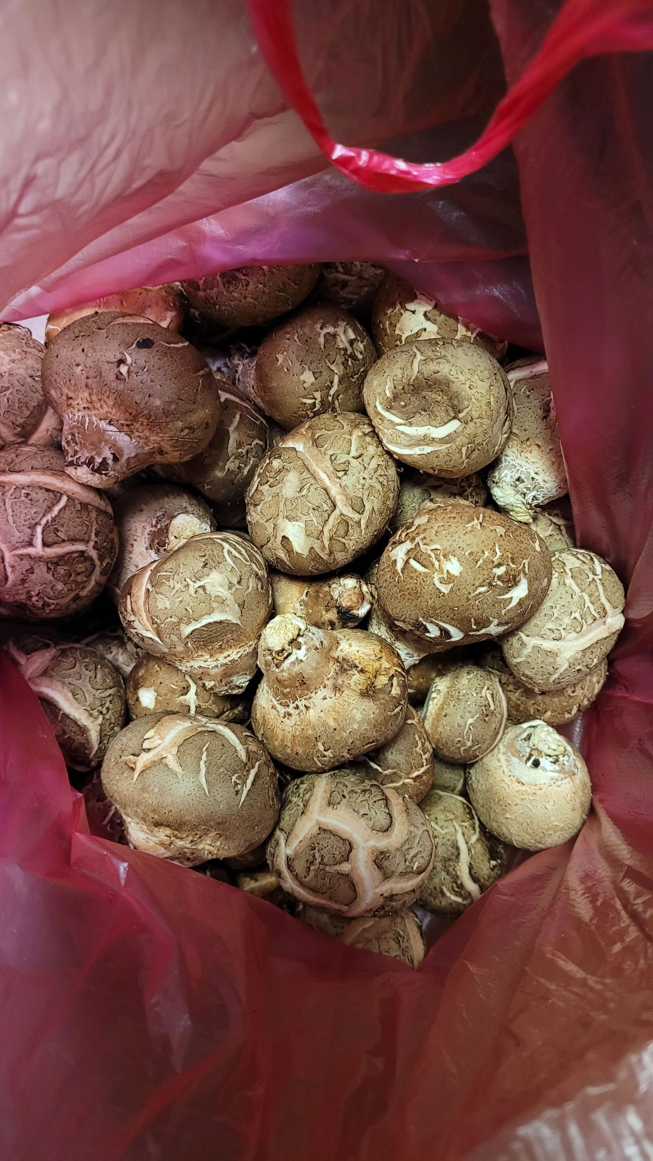 이슬-송이-버섯