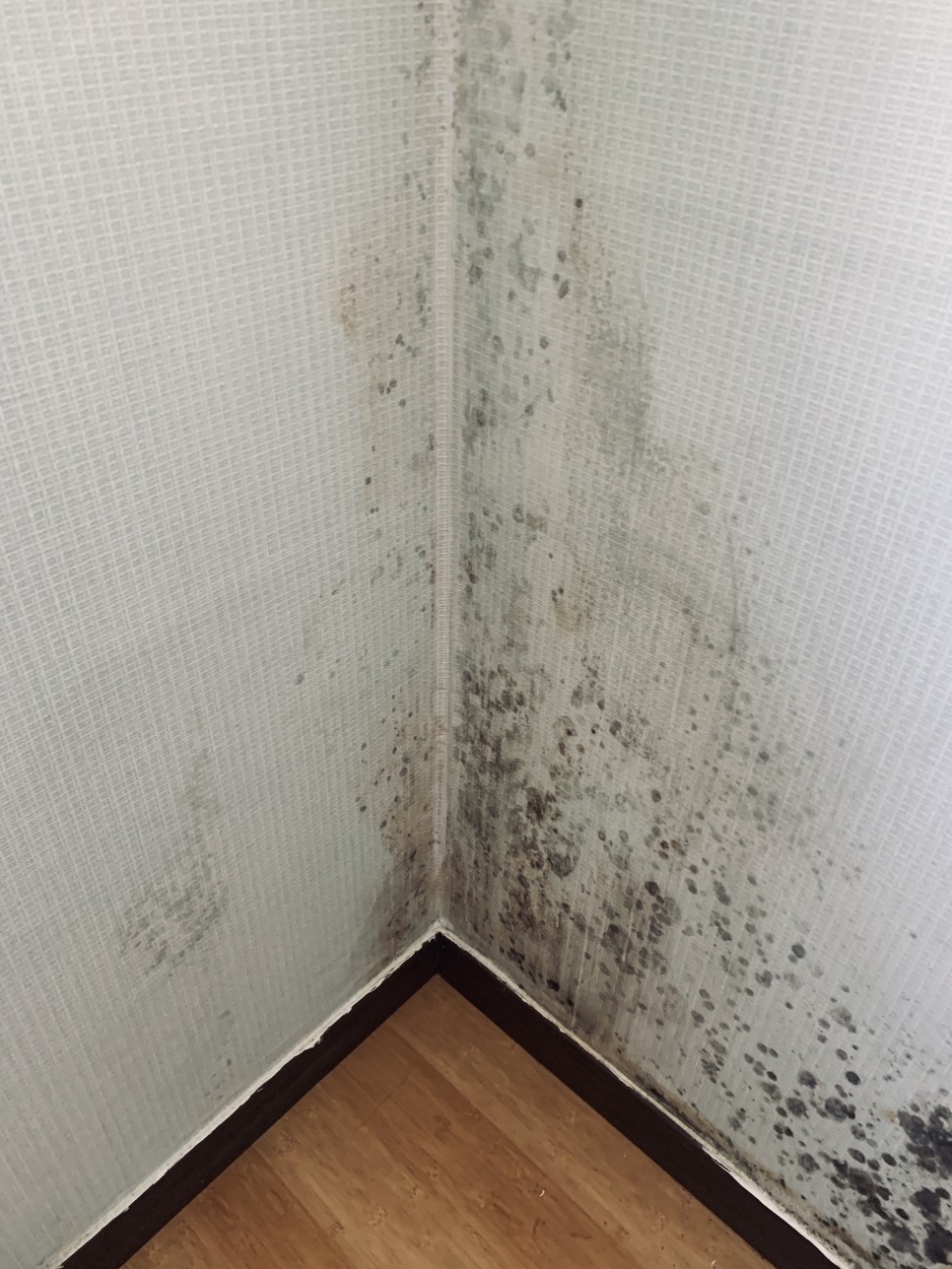 벽지곰팡이 제거 15