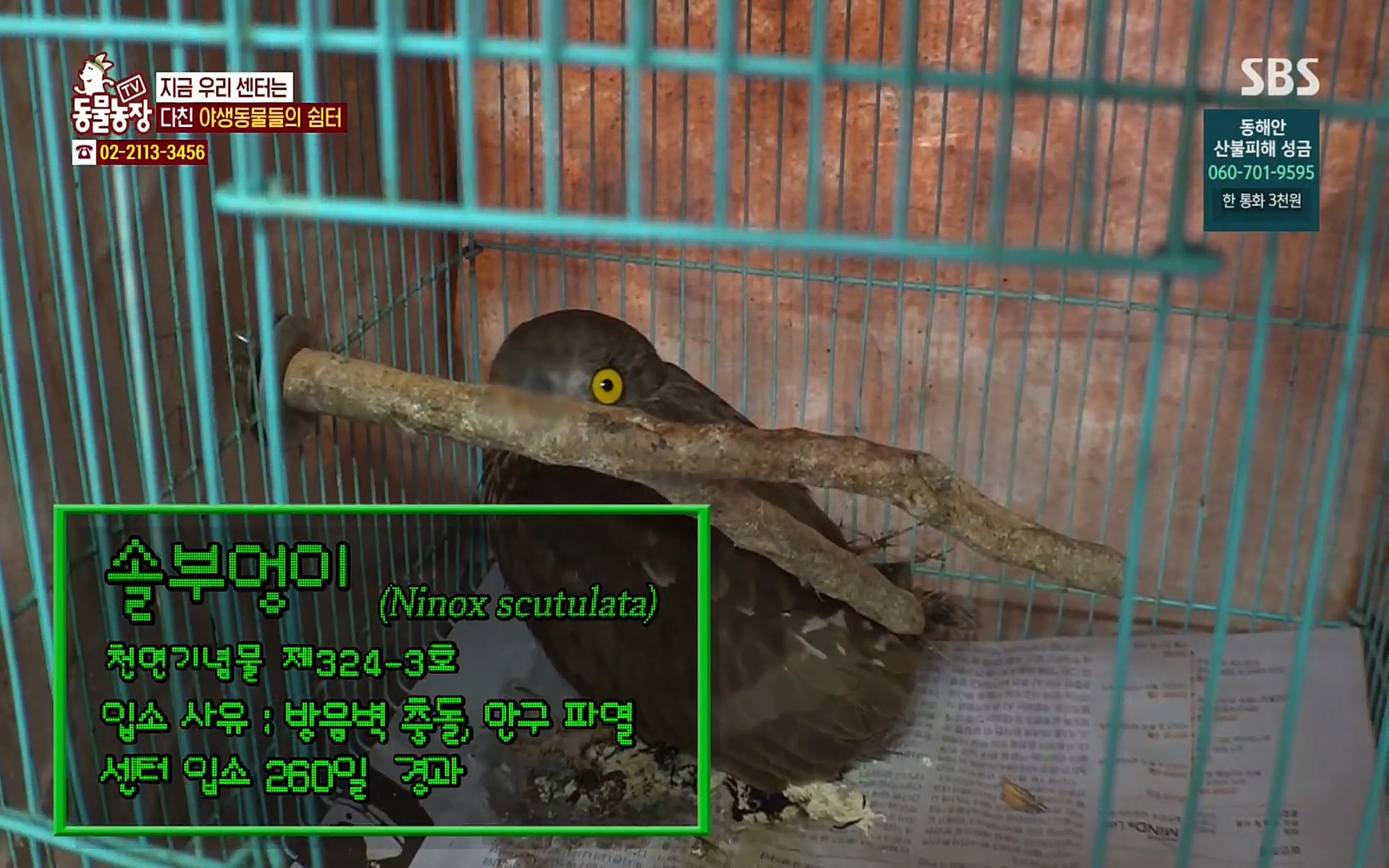 TV 동물농장.E1061.220320p.H264-F1RST.mp4_20220320_181704.331.jpg
