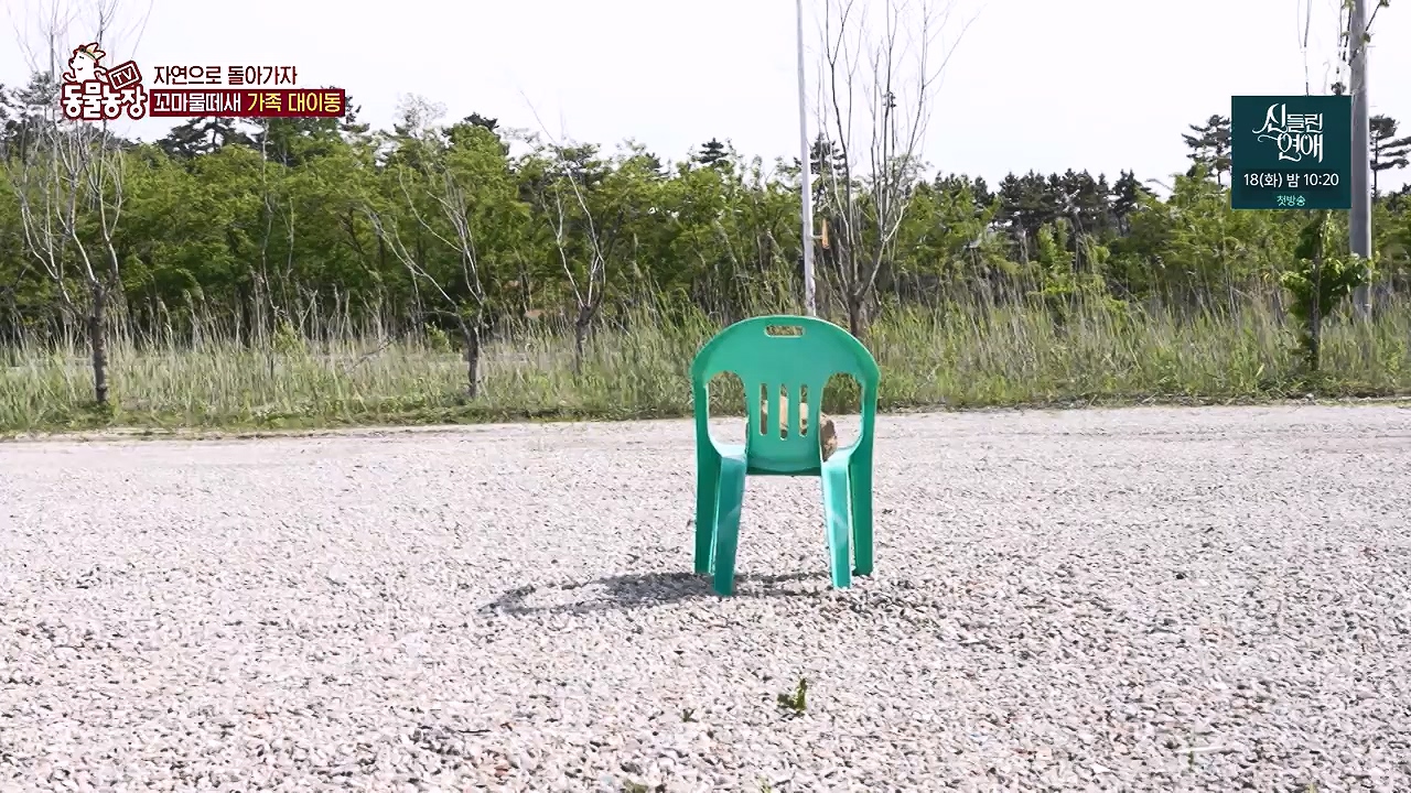 TV 동물농장.E1176.240617p-NEXT.mp4_20240616_171034.671.jpg