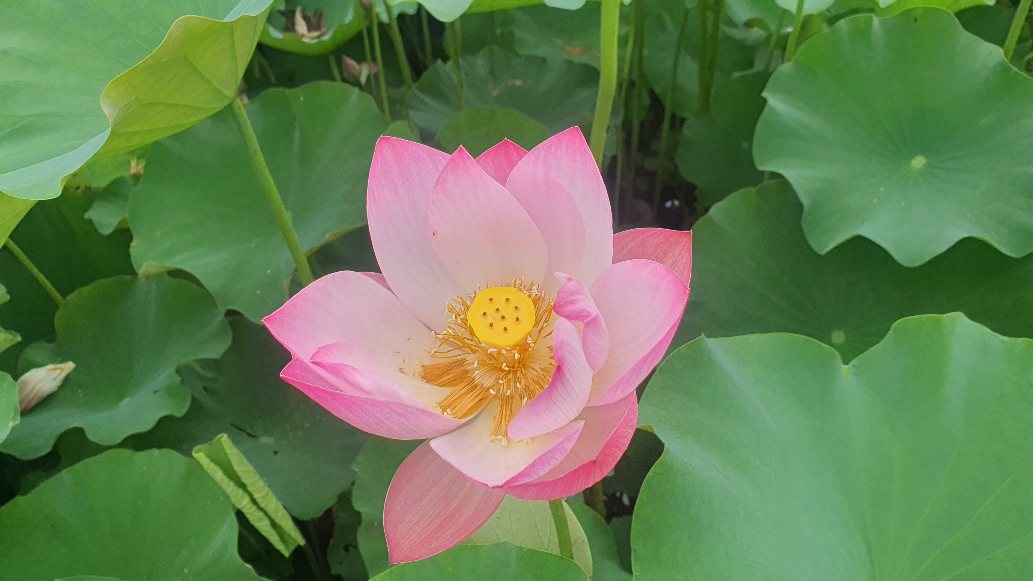 당진 합덕제 연꽃 축제 연호문화축제