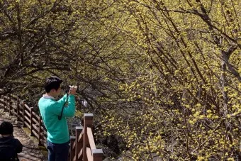 구례 산수유축제 기간 산수유마을 개화시기_21