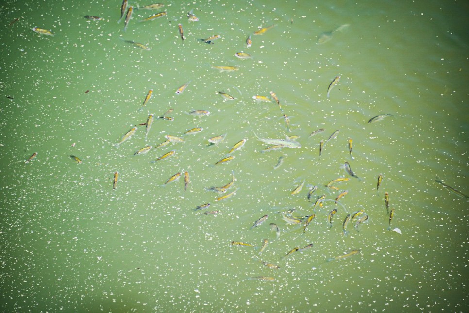 거제 오수마을 갈대밭 가을이 찾아온 22