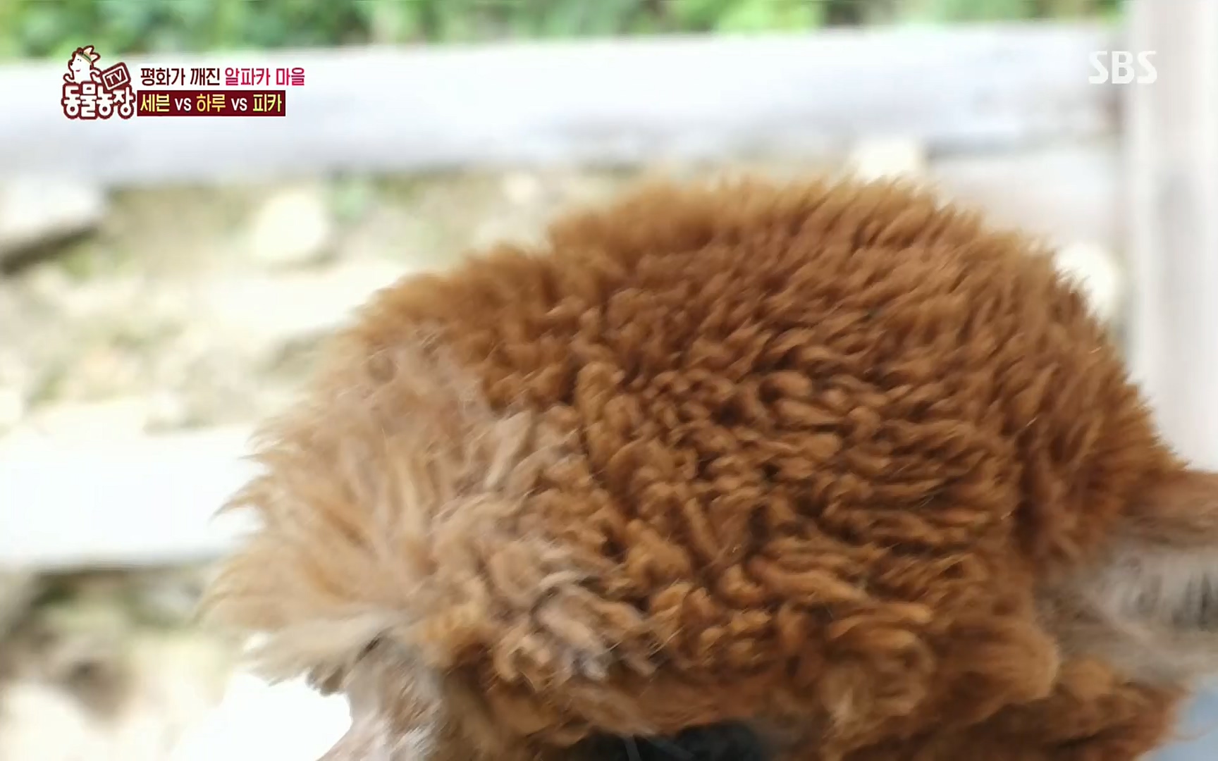 TV 동물농장.E1078.220717p.H264-F1RST.mp4_20220717_151150.211.jpg