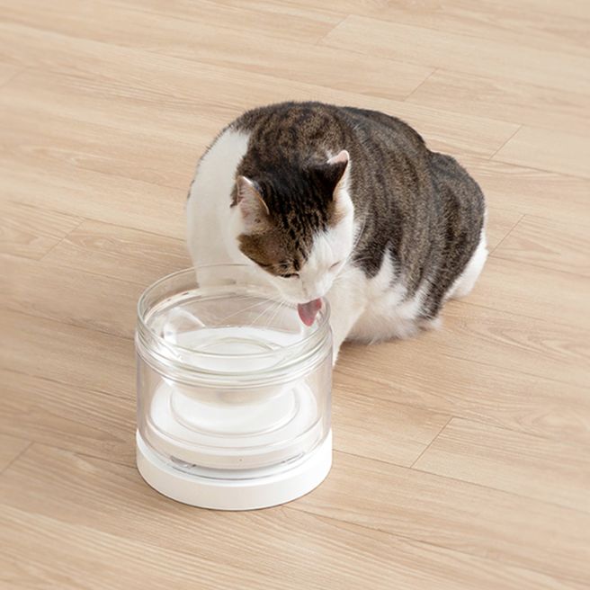 고양이