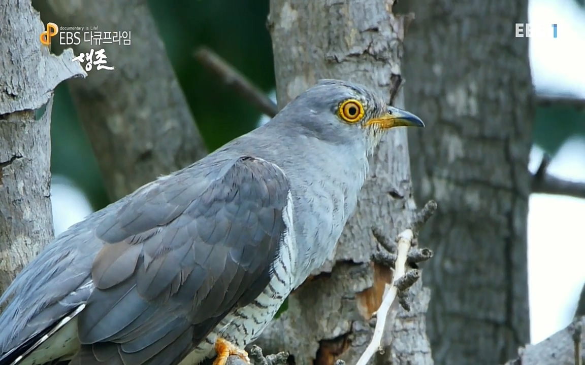 생존 3부_ EBS 다큐프라임_ 220629.avi_20220701_203714.662.jpg