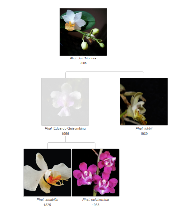 Phalaenopsis Liu&#39;s&nbsp;Triprince &#39;JH&#39; 교배 정보