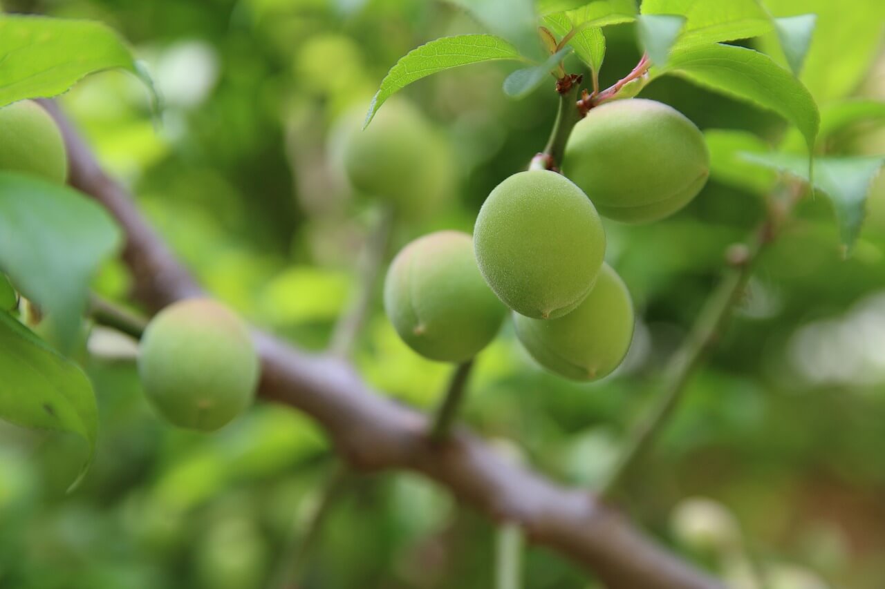 매실-수확시기