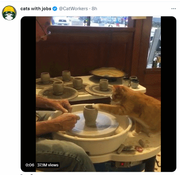  사람 같은 고양이 VIDEO: Funny cat