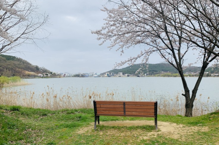 신정호 호수 벚꽃