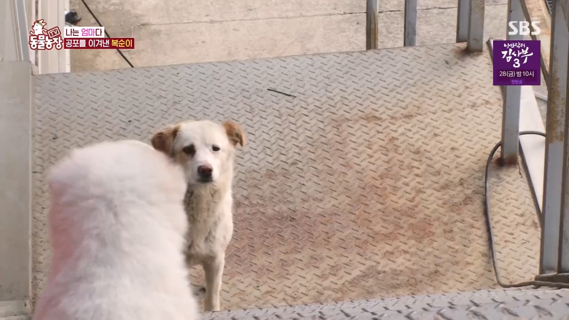 TV 동물농장.E1118.230423p.H264-F1RST.mp4_20230423_181111.822.jpg