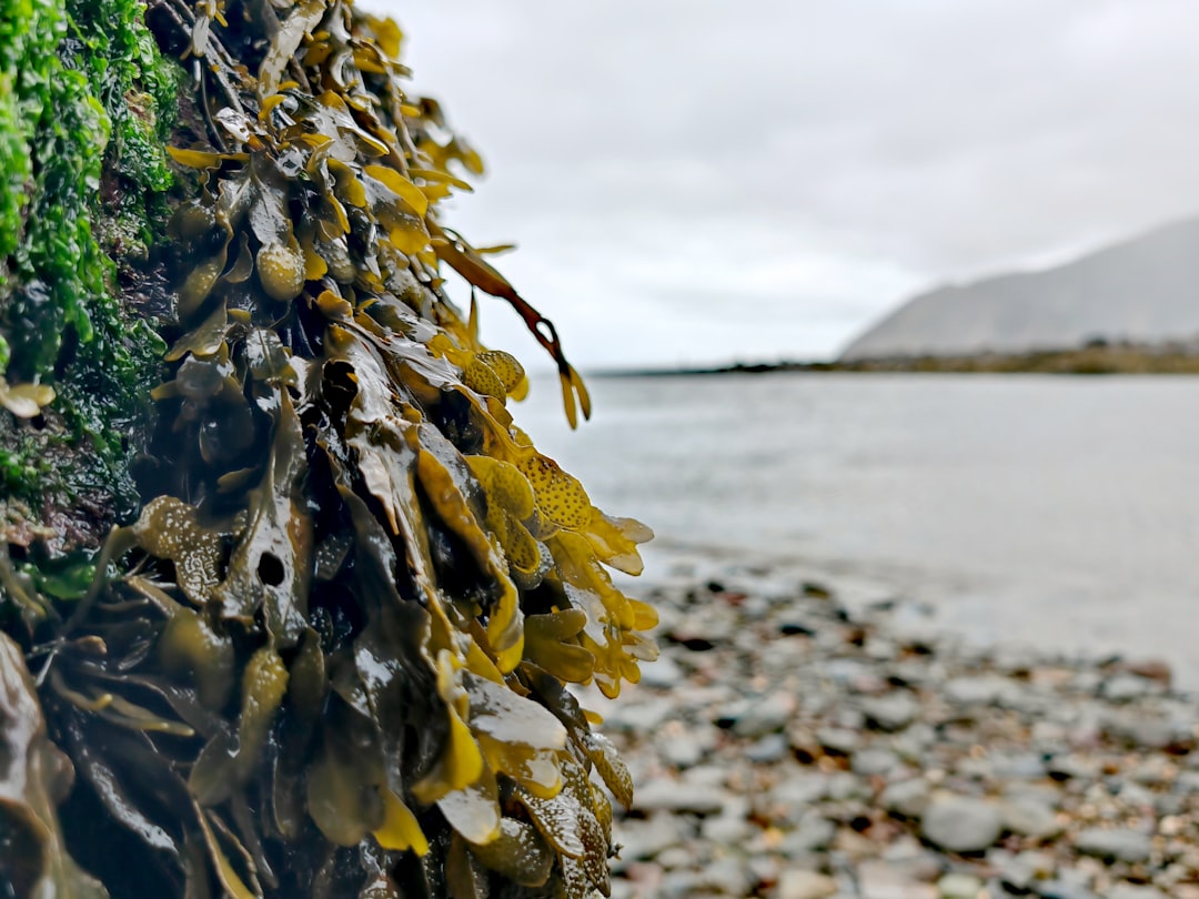 Seaweed