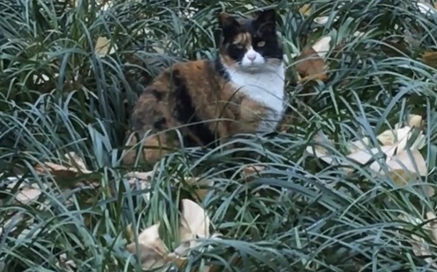 서울숲 너구리 고양이
