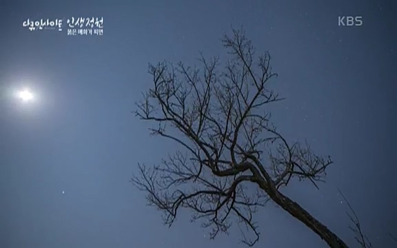다큐 인사이트 - KBS인생정원 - 붉은 매화가 피면] 봄이면 가장 먼저, 그리고 가장 붉게 피어나는 강인한 소성의 매화.ts_20220818_203449.602.jpg