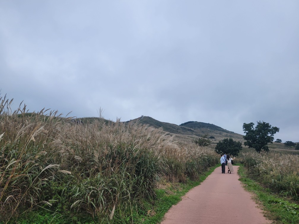 합천 황매산 억새 축제