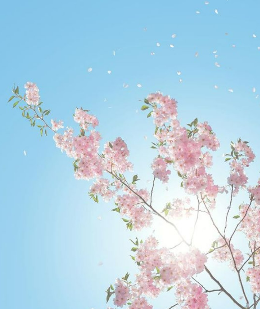 ​벚꽃 개화시기 축제