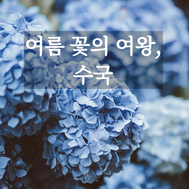 여름 꽃의 여왕 수국&#44; 수국 특징&#44; 개화시기&#44; 꽃말&#44; 키우기&#44; 주의사항