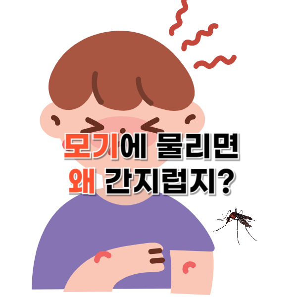 모기에 물리면 왜 간지러운 걸까?